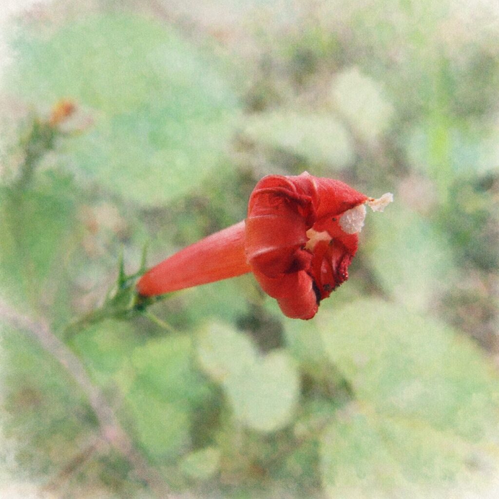 マルバルコウの赤い花を描いた手描き水彩画風イラスト。横向きに伸びる筒状の朱赤色の花と、先端で開く花弁・白い雄しべを主役に、背景は淡い緑でふんわりとぼかした優しい質感の植物画。