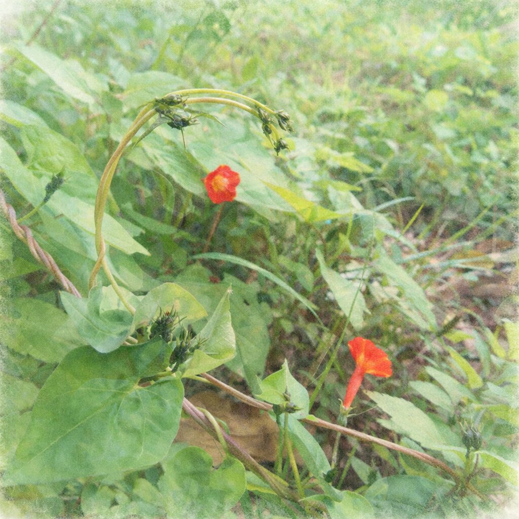 マルバルコウの群生を描いた手描き水彩画風イラスト。弓状につるを伸ばす茎とハート形の緑の葉、点在する朱赤色の小さな花を主役に、背景は淡い緑でふんわりとぼかした優しい質感の植物画。