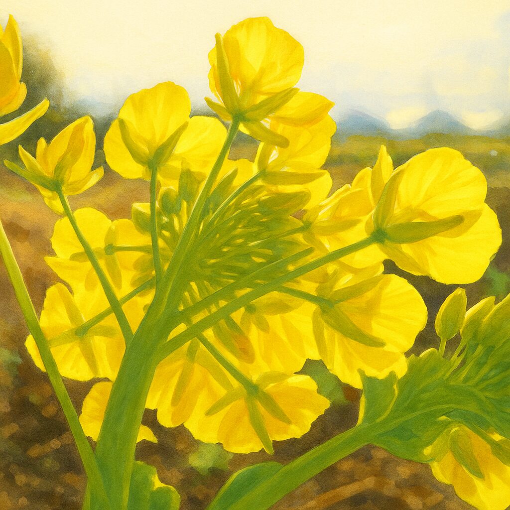 逆光に透けるナノハナの花びらと茎の裏側を見上げる構図のイラスト