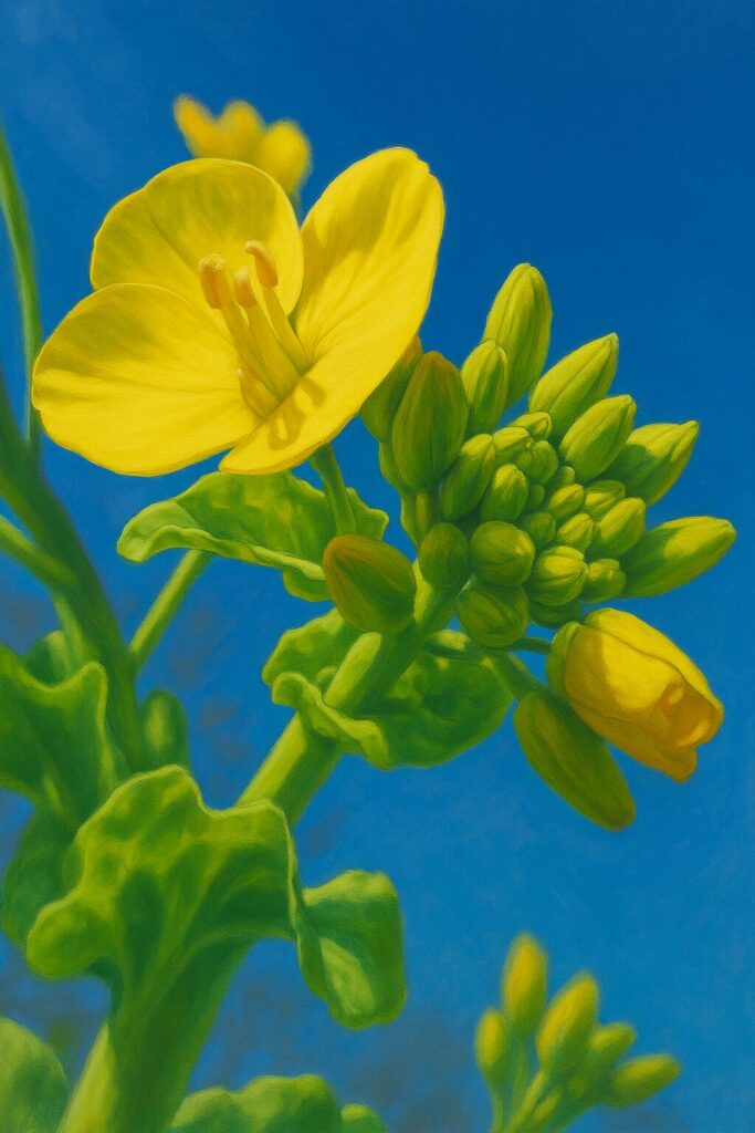 開きかけのナノハナの花とつぼみを下から見上げたローアングルのイラスト