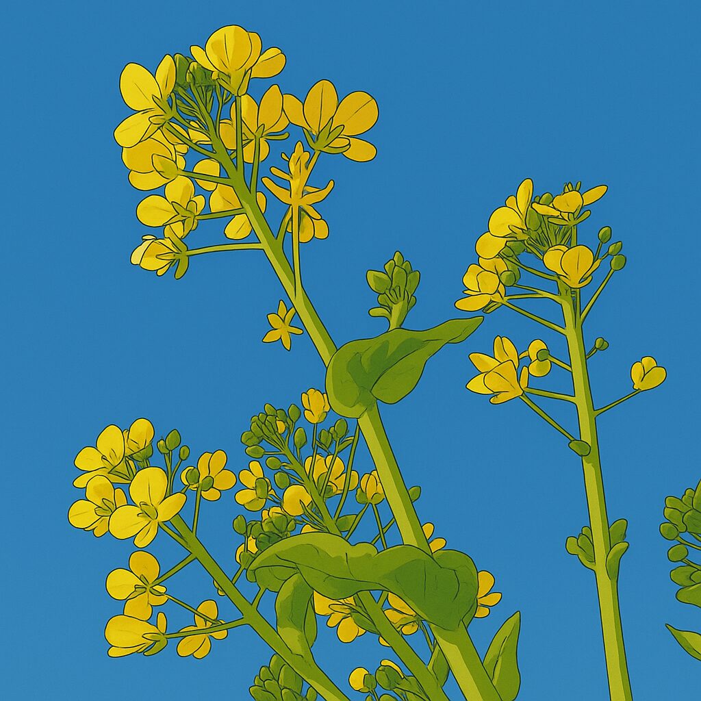 青空に向かって伸びるナノハナの花を下から見上げた構図のイラスト
