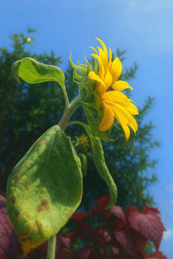 青空に向かって咲くミニヒマワリを下から描いたリアルなイラスト