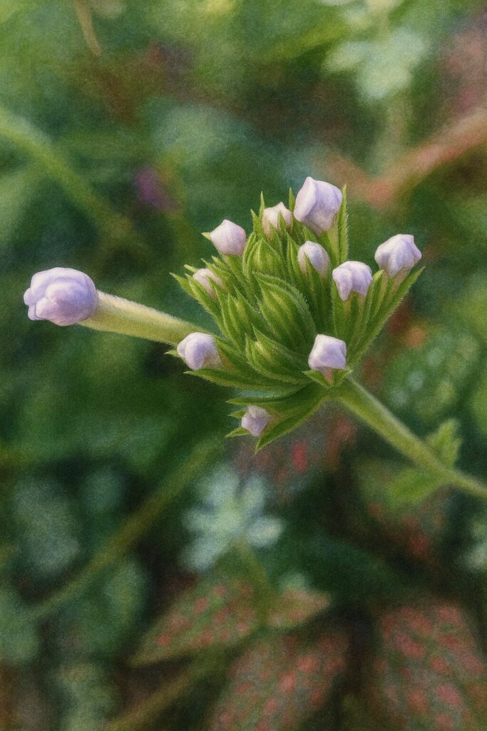 日本の白〜淡紫のバーベナつぼみ群を描いたボタニカルアート