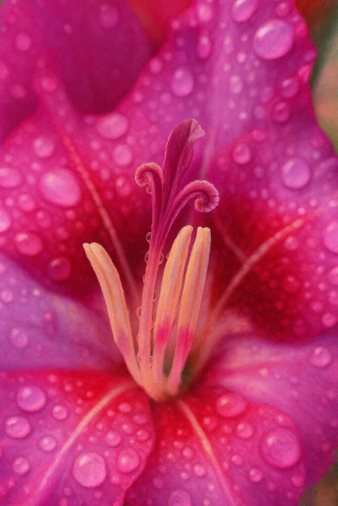 雌しべ・雄しべと水滴を精密描写したマゼンタのグラジオラスの極近接イラスト