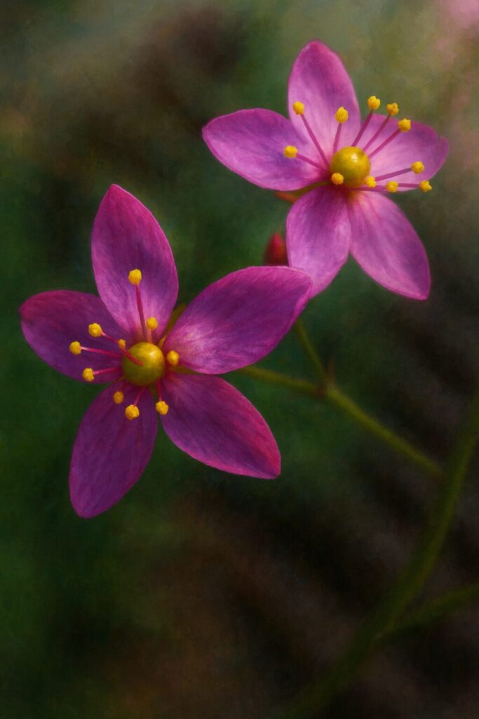 二輪並んで咲くハゼランの可憐な花のイラスト