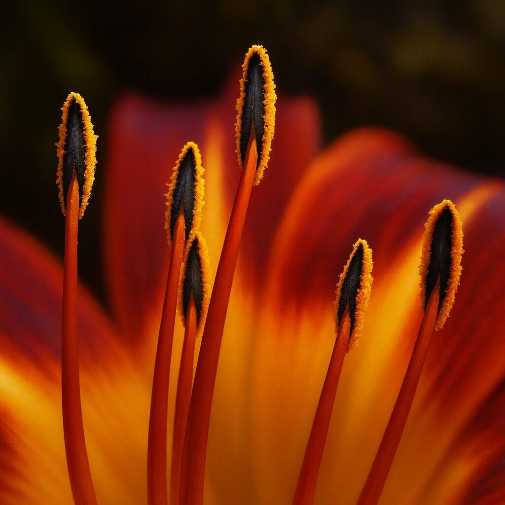 雄しべに焦点を当てたノカンゾウの花のクローズアップイラスト