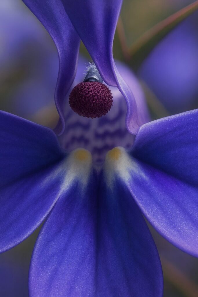 ロベリアの花の中心を描いたプロフェッショナルな植物イラスト｜紫色の花柱と繊細な模様が強調された接写風表現