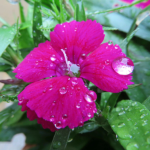 ナデシコの秋の七草を撮影した花写真