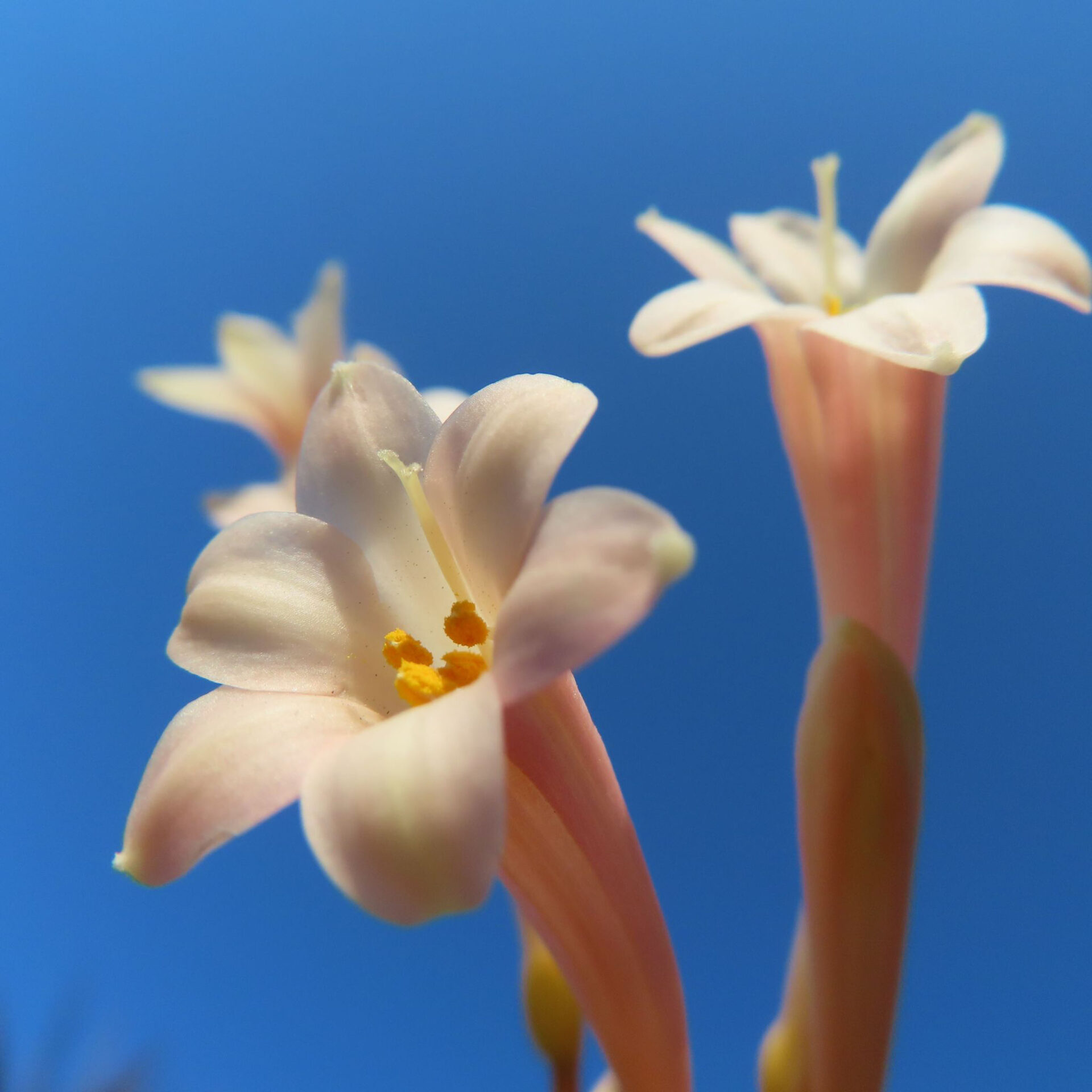 キルタンサスの無料写真