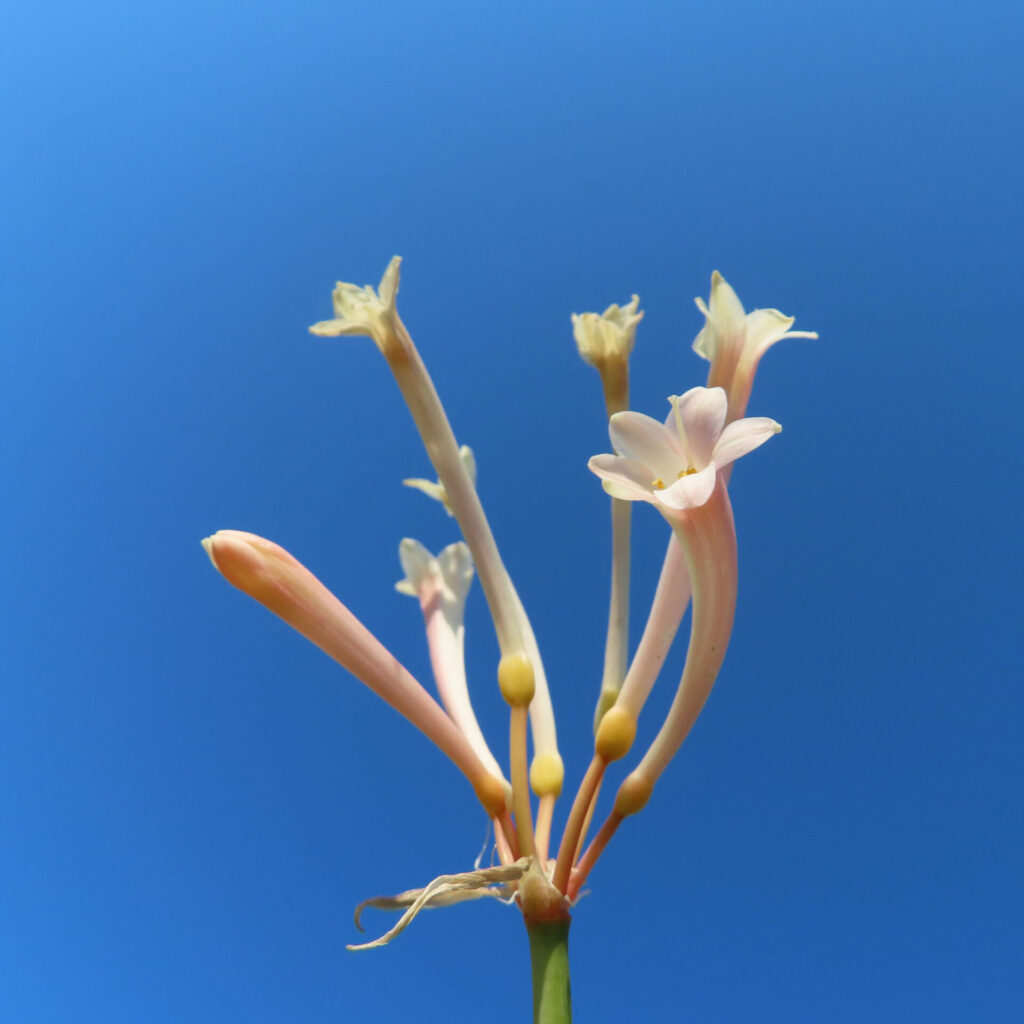 キルタンサスの無料写真