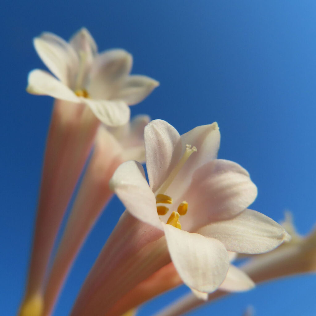 キルタンサスの無料写真