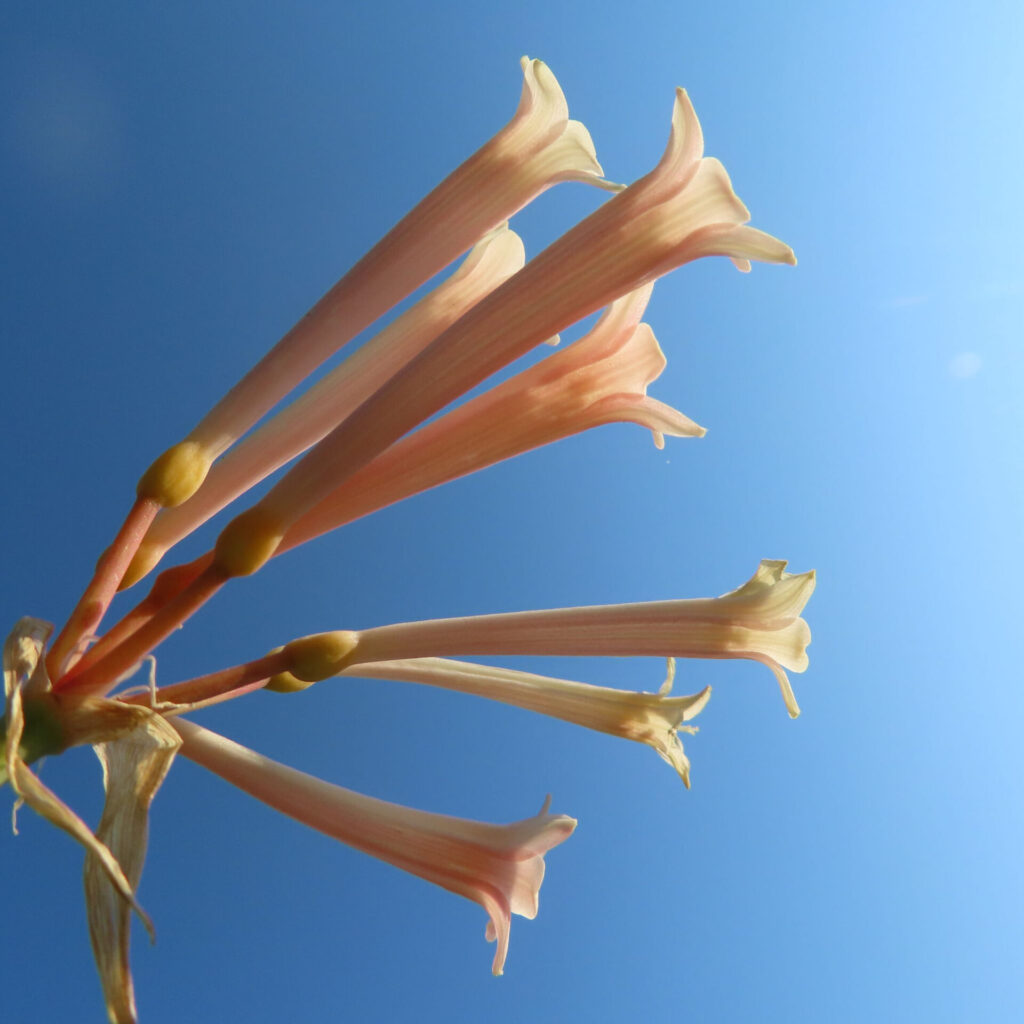 キルタンサスの無料写真