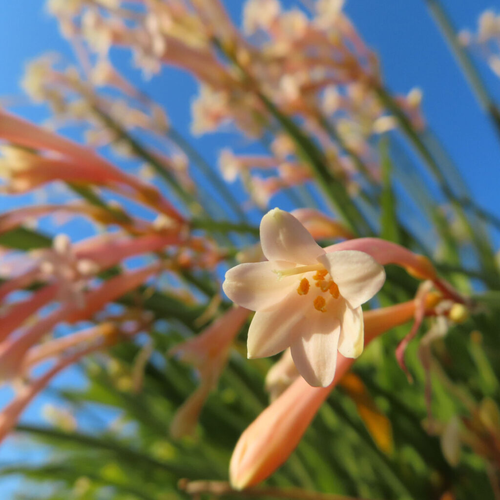 キルタンサスの無料写真