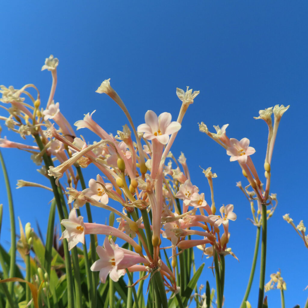 キルタンサスの無料写真