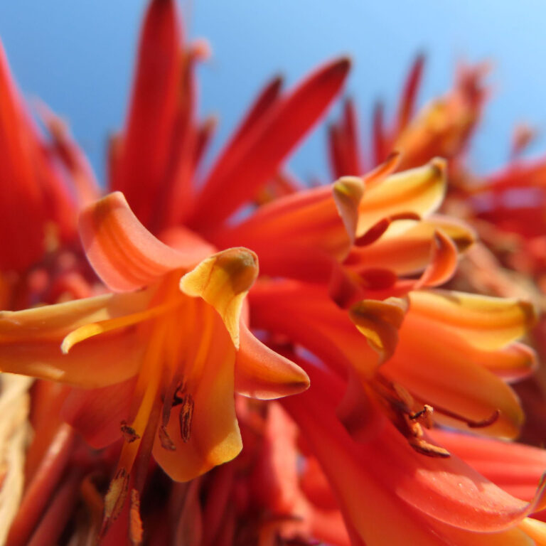 アロエの花写真