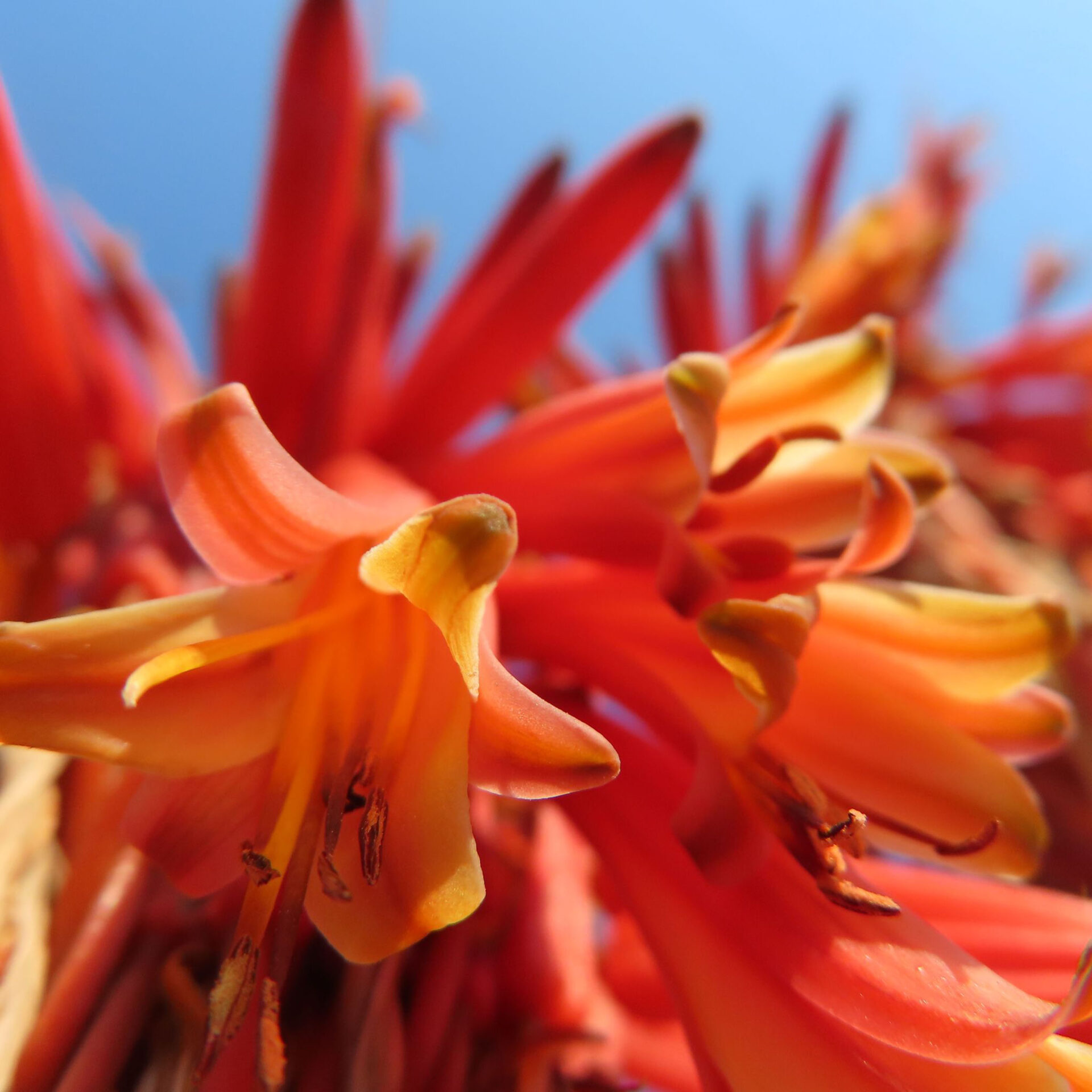 アロエがオレンジ色の花を咲かせています