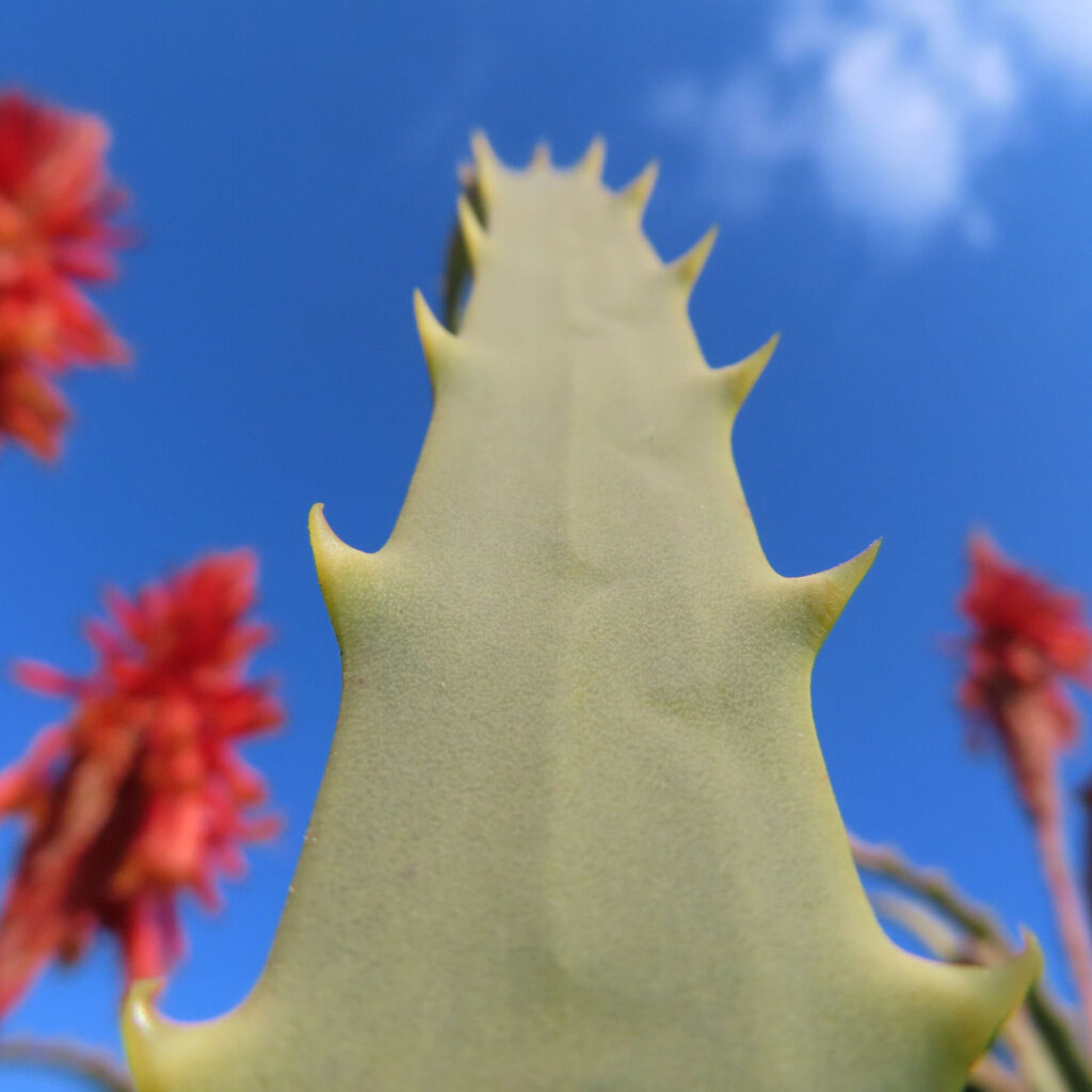 アロエの無料写真