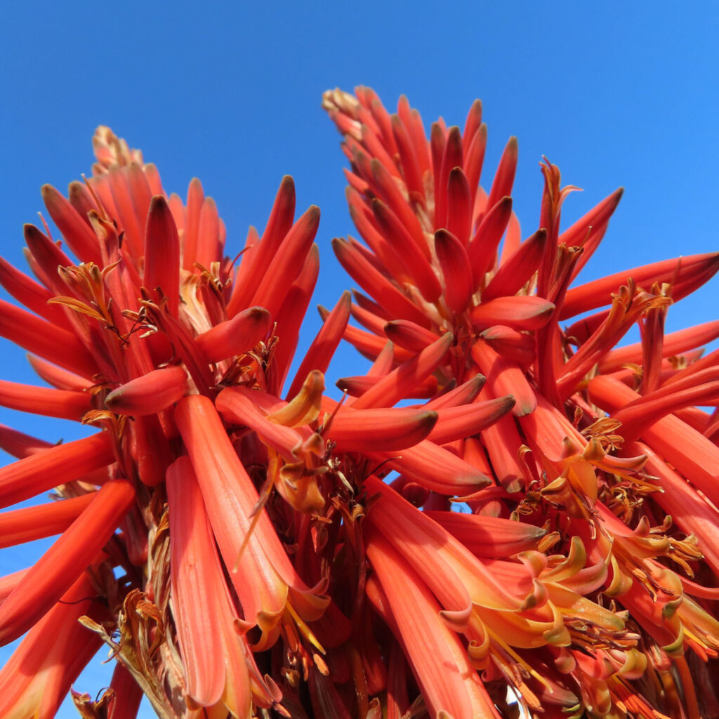 アロエの無料写真