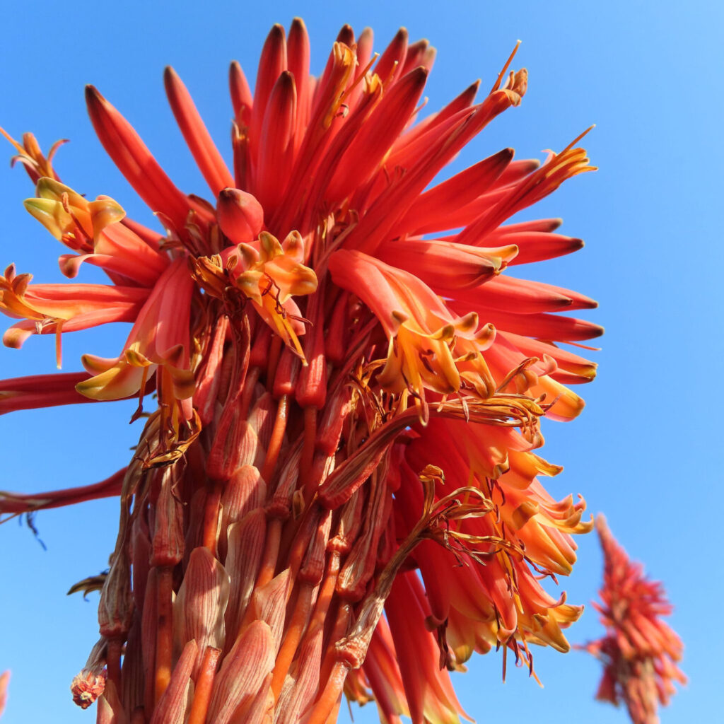 アロエの無料写真