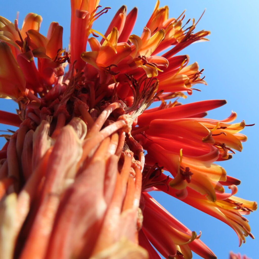 アロエの無料写真