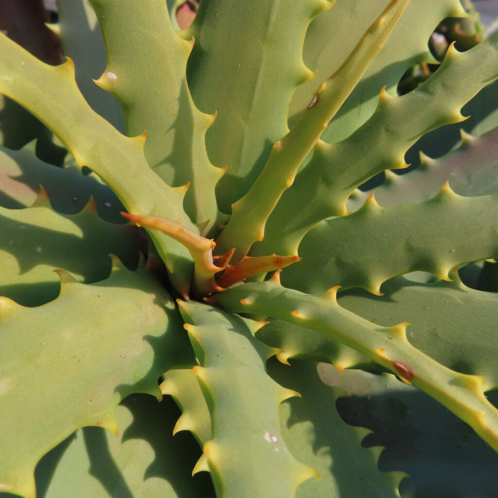 アロエの無料写真