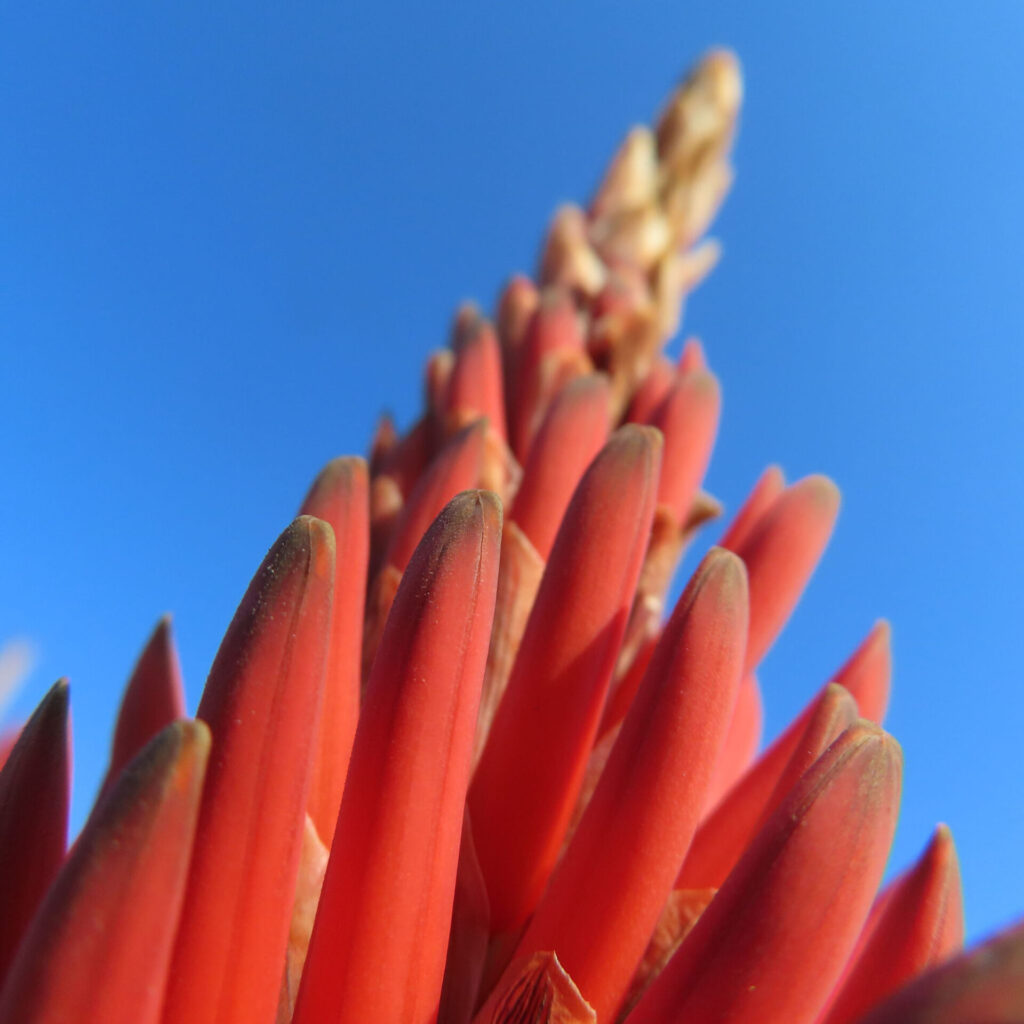 アロエの無料写真