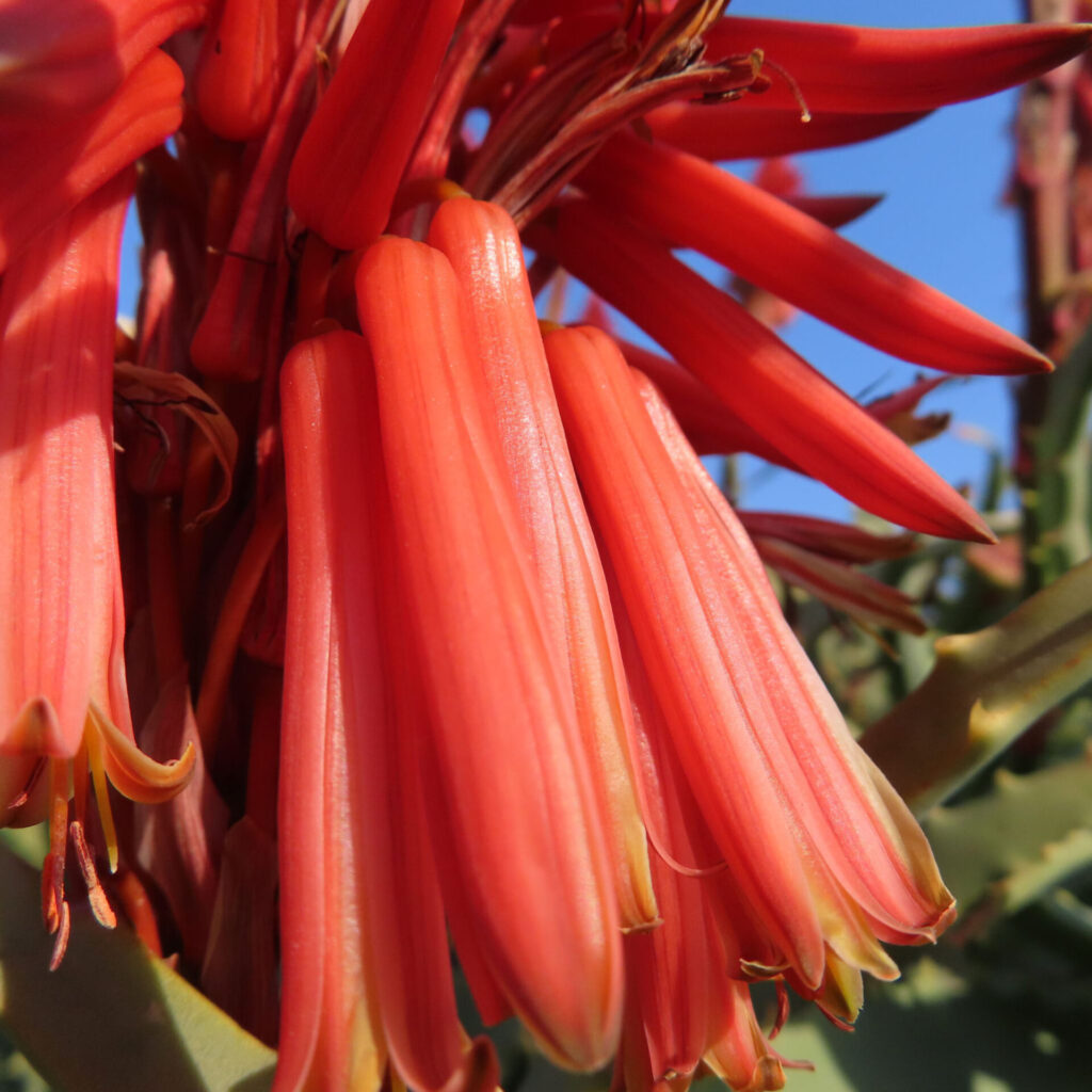 アロエの無料写真