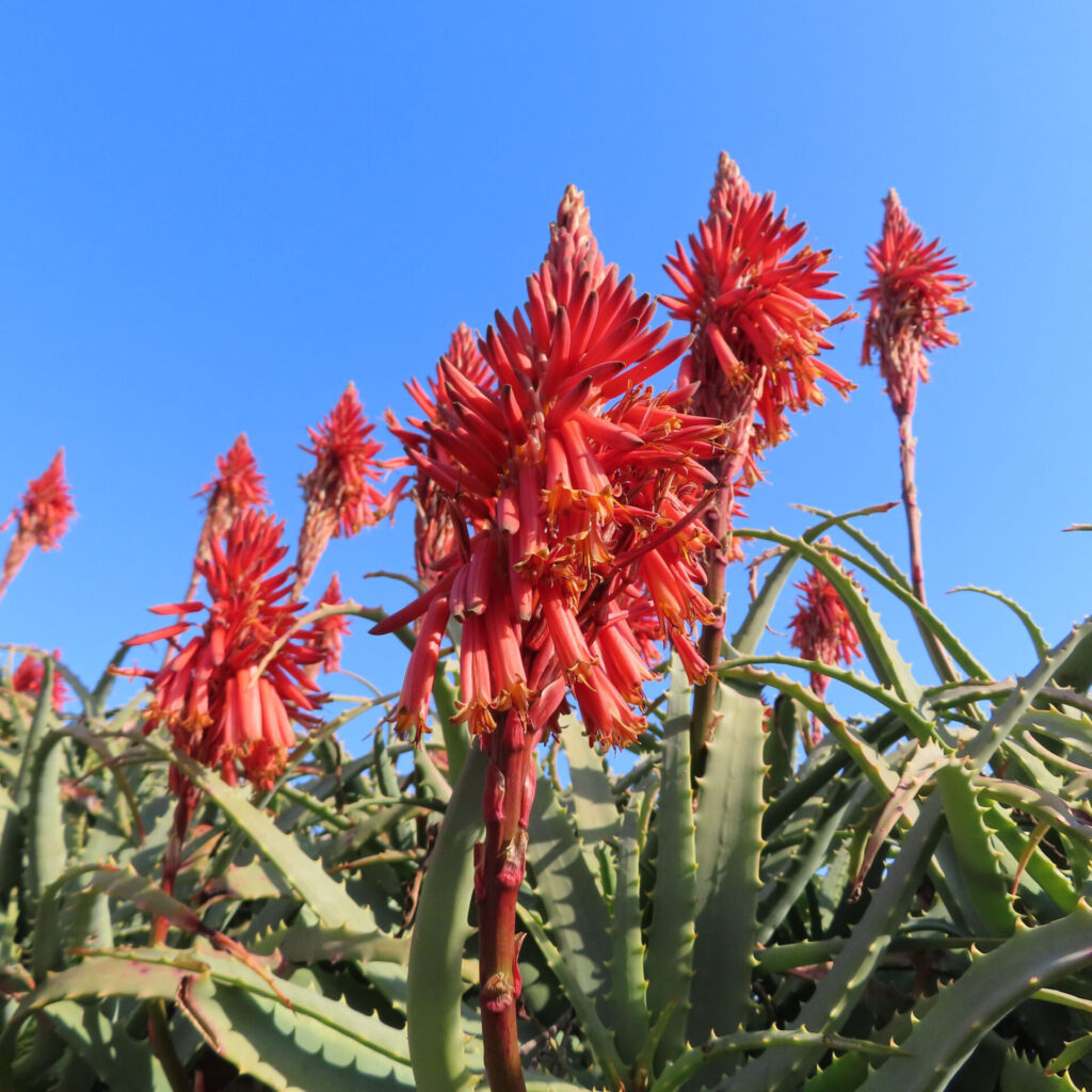 アロエの無料写真