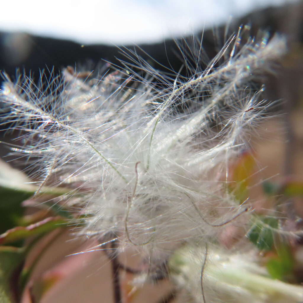 クレマチスの無料写真