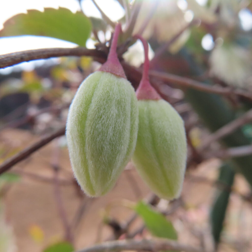 クレマチスの無料写真