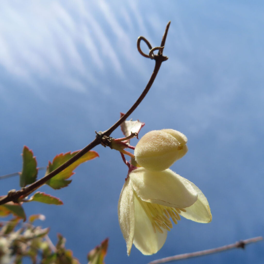 クレマチスの無料写真