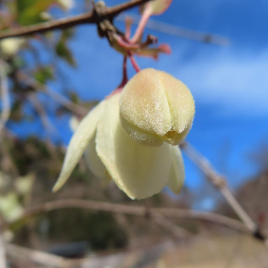 クレマチスの無料写真