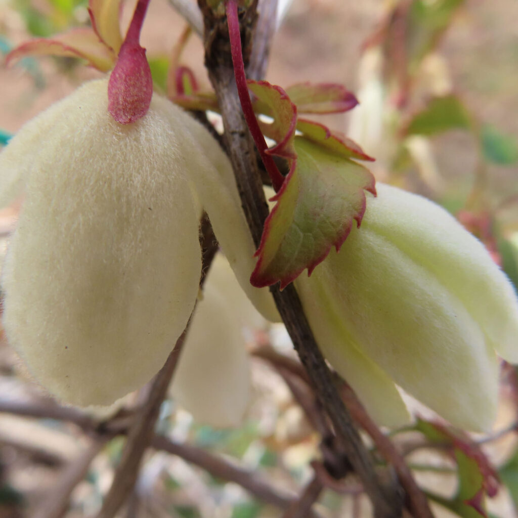 クレマチスの無料写真