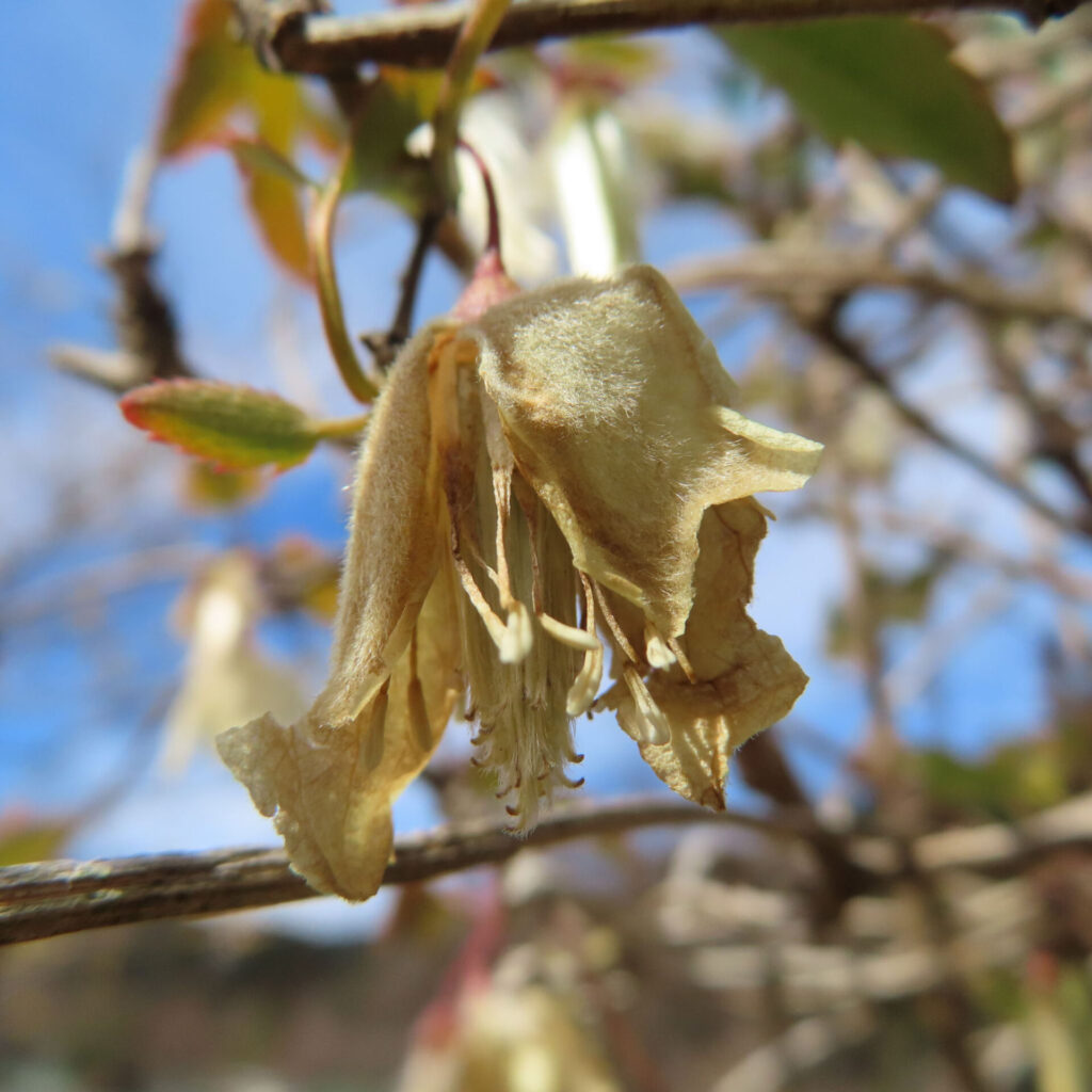 クレマチスの無料写真