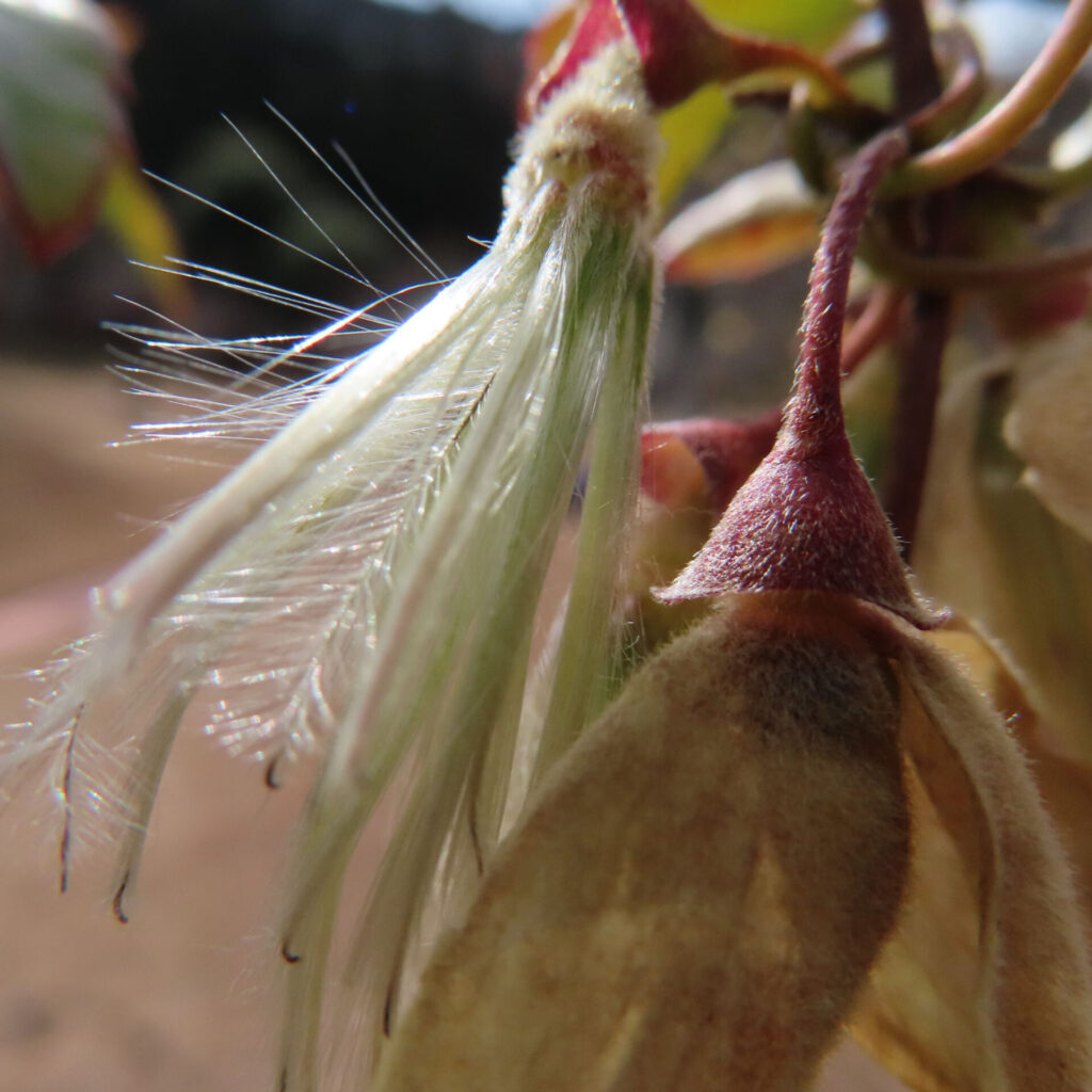 クレマチスの無料写真