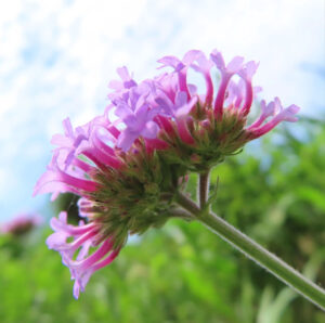 青空を背景に横から見上げたヤナギハナガサの花房（日本）