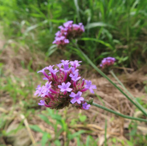 前景の花房と後景の花房が並ぶヤナギハナガサの自生風景（日本）