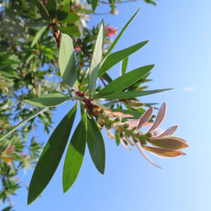 青空を背景にブラシノキの若い蕾が伸びる様子を撮影した写真｜細長い葉と淡い赤みを帯びた新芽が光に透ける植物のクローズアップ