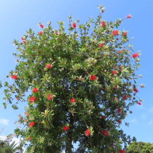 青空の下で赤いブラシノキの花が樹冠いっぱいに咲く木を撮影した写真。鮮やかな緑の葉と赤い花穂が広がり、初夏らしい景色が広がる