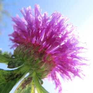 青空を背景にムラサキルーシャンの花が輝く写真
