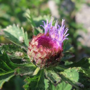 紫色の花が開き始めたムラサキルーシャンの写真