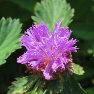 野草の中で咲くムラサキルーシャンの花の写真