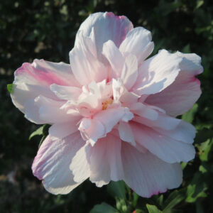 薄桃色のムクゲの花を接写した美しい写真