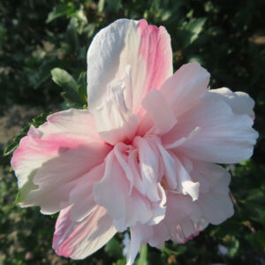 ピンクの筋が入ったムクゲの花の正面写真