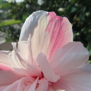 ムクゲの花びらの質感と色合いが際立つアップ写真