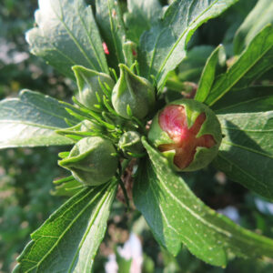開花前のムクゲのつぼみが集まる様子を捉えた写真