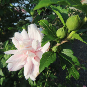 開花直前のムクゲの赤いつぼみを接写した写真