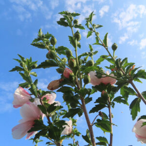 青空に向かって伸びるムクゲの花とつぼみを見上げた写真