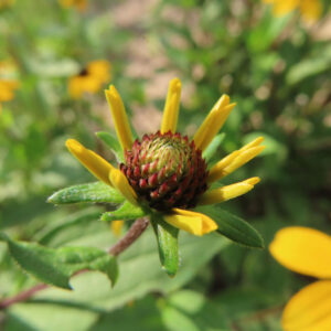 咲き始めのミツバオオハンゴンソウの花が開きかけた様子の写真