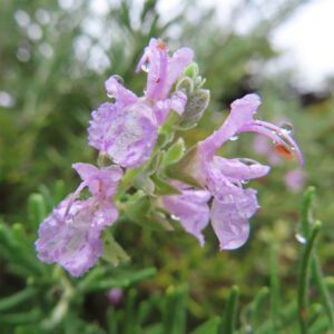 雨粒をまとった淡紫色のローズマリーの花を接写した写真